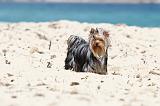 YORKSHIRE TERRIER 125